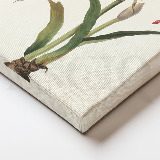Amaryllis Botanica Canvas Artwork for Dining Room or Garden Nook