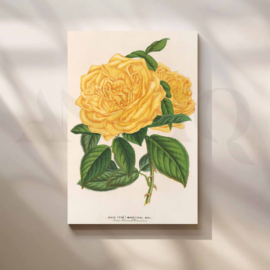 Vintage Yellow Rose Botanical Canvas Artwork for Office/Study Room
