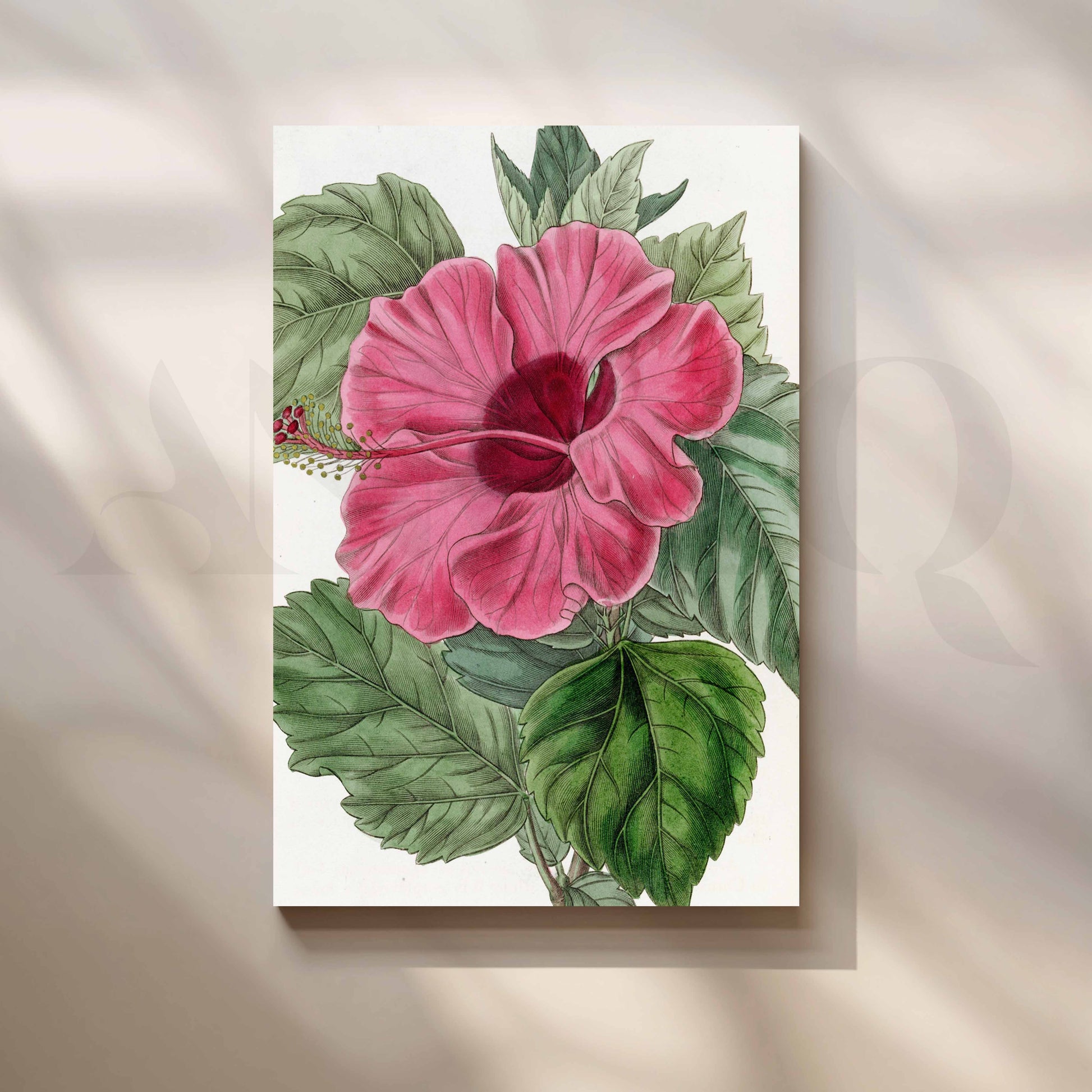 Vintage Pink Hibiscus Botanical Canvas Artwork for Kitchen/Dining Area