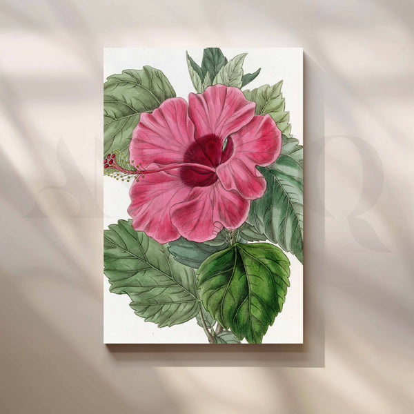 Vintage Pink Hibiscus Botanical Canvas Artwork
