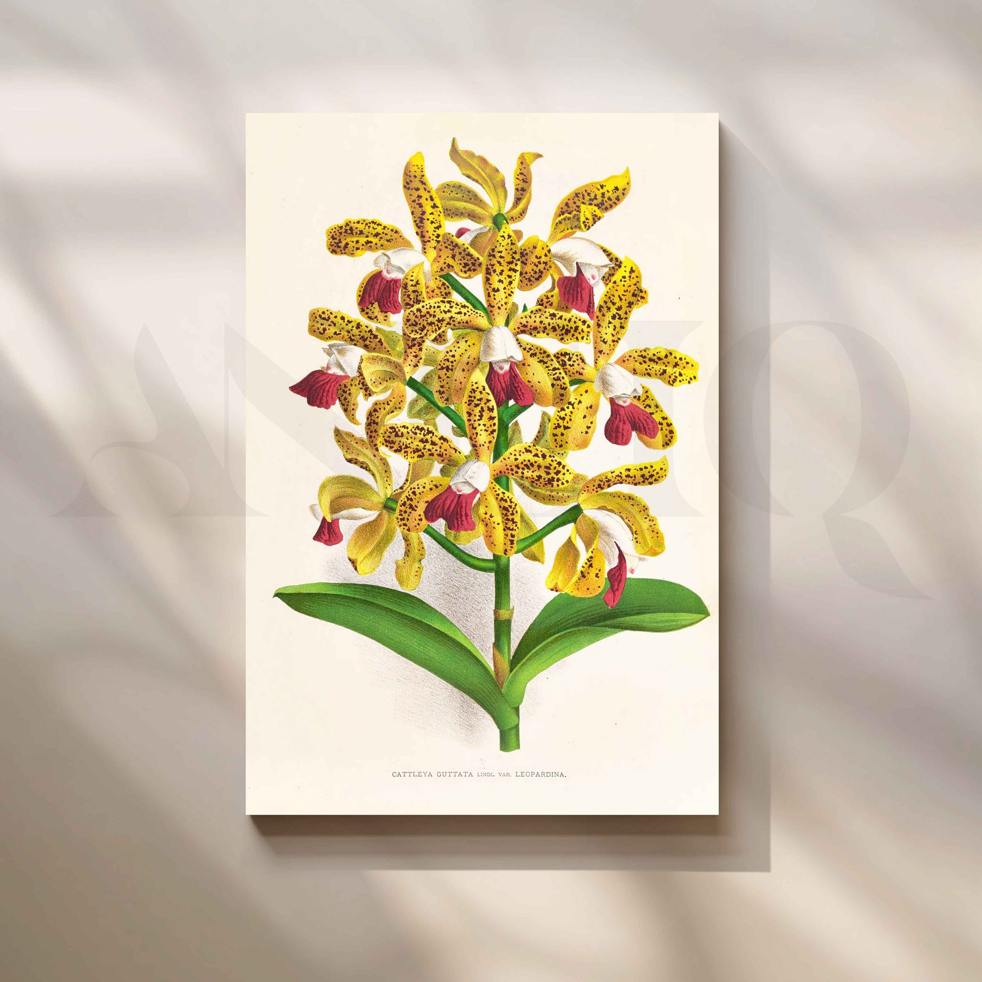 Vintage Yellow Orchid Botanical Canvas Artwork for Living Room
