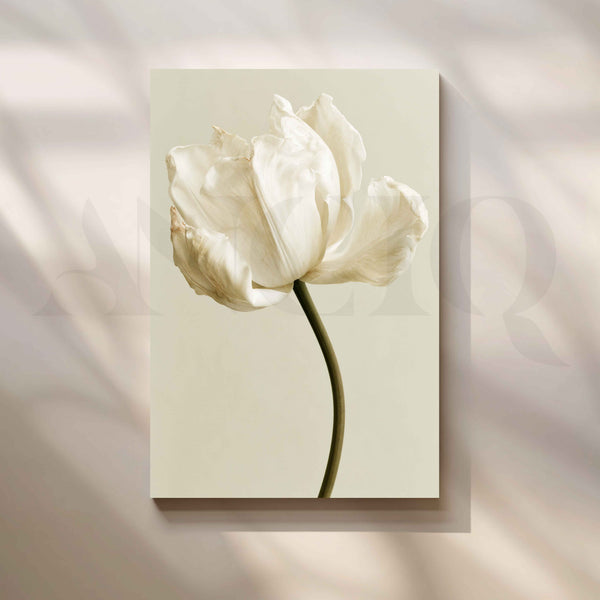 White Tulip Flower Canvas Artwork