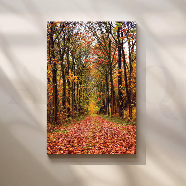 Forest Path in Sunlight Canvas Artwork