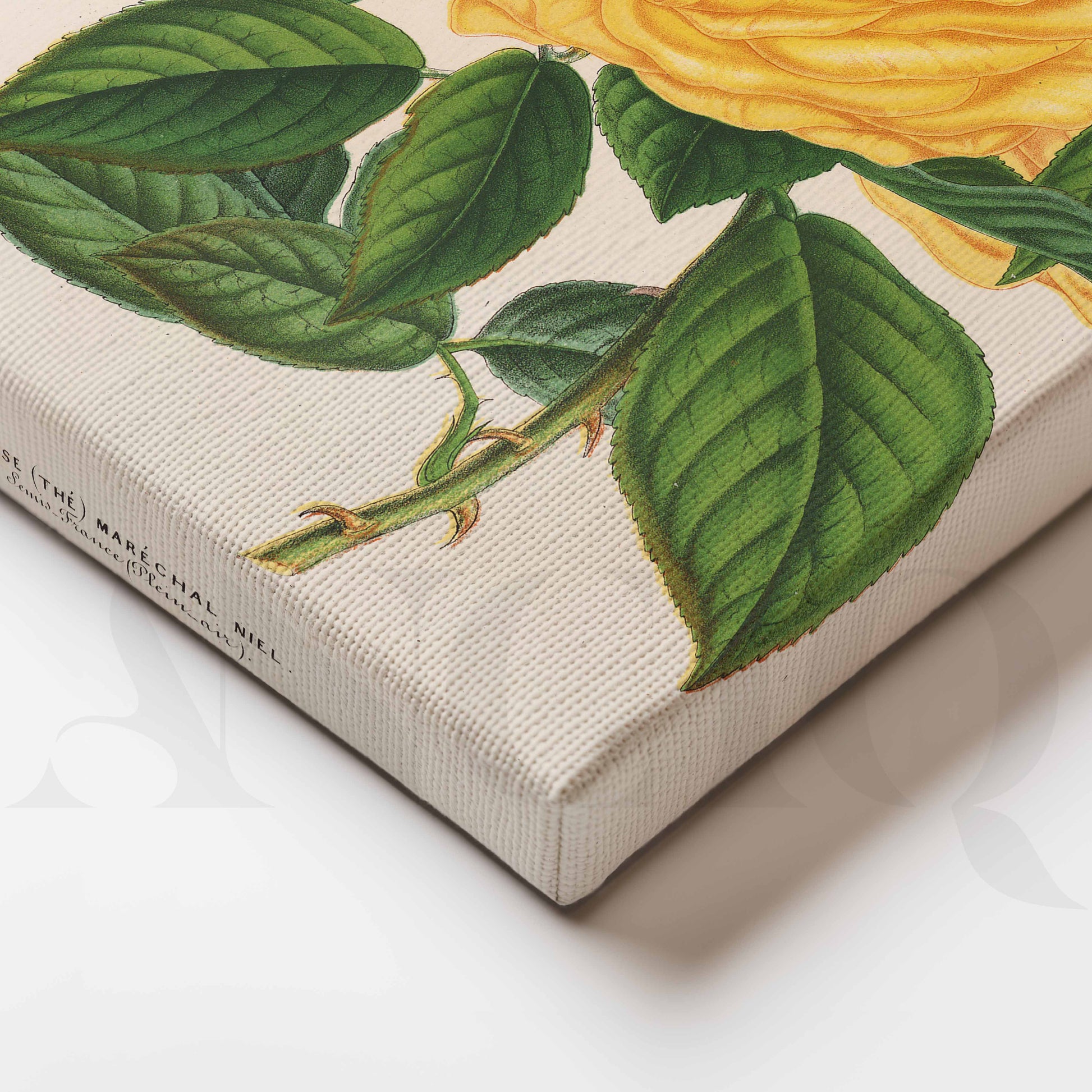Vintage Yellow Rose Botanical Canvas Artwork for Office/Study Room