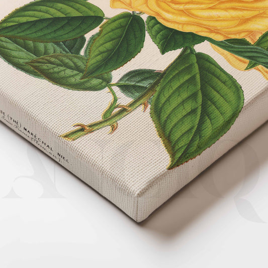 Vintage Yellow Rose Botanical Canvas Artwork for Office/Study Room