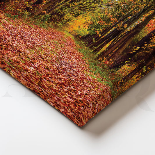 Forest Path in Sunlight Canvas Wall Painting