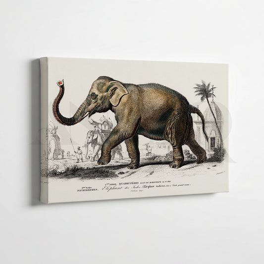 Vintage Wildlife & Botanical Gallery Wall Canvas Artwork Set of 7