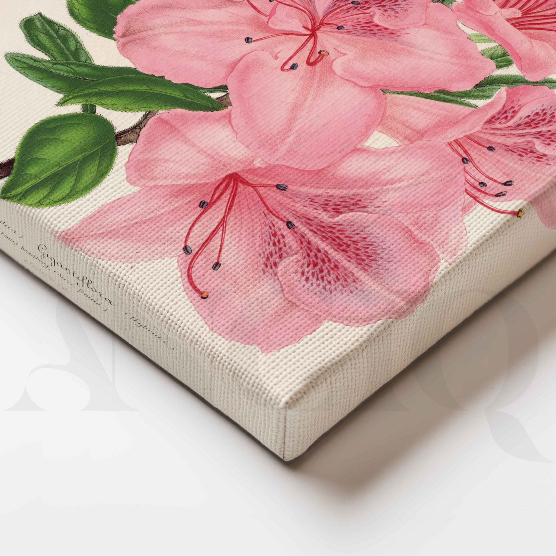Soft Pink Azalea Botanical Canvas Artwork for Stylish Bedroom