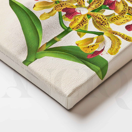 Vintage Yellow Orchid Botanical Canvas Artwork for Living Room