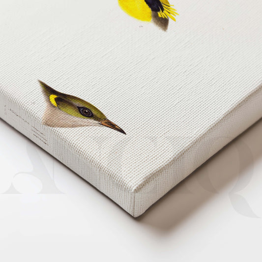 Minimal Bird Study Gallery Wall Set of 2