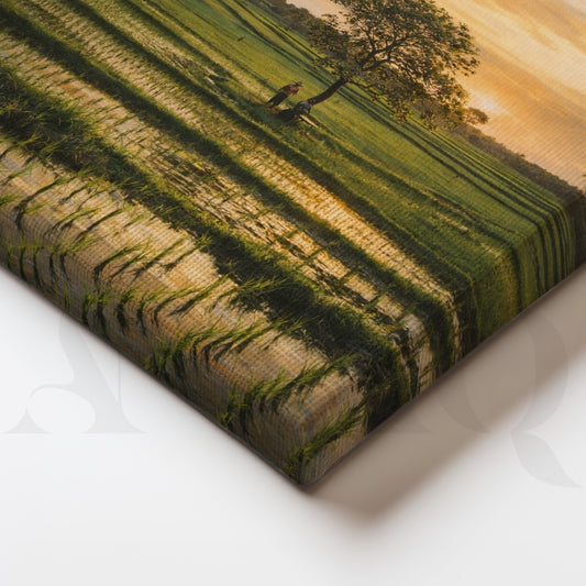 Golden Paddy Field Sunset Canvas Artwork for Living Room