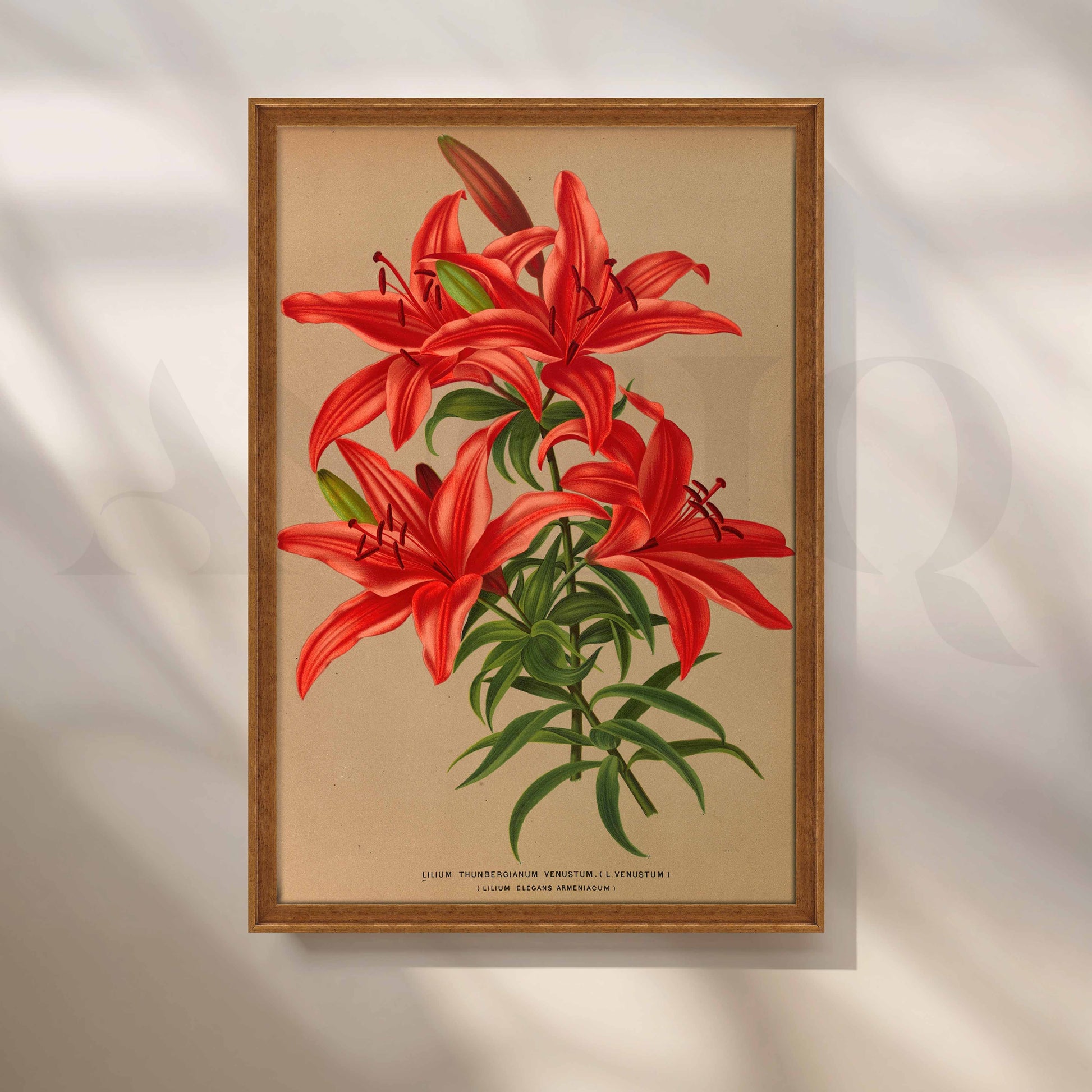 Vintage Red Lily Botanical Canvas Artwork for Entryway/Hallway