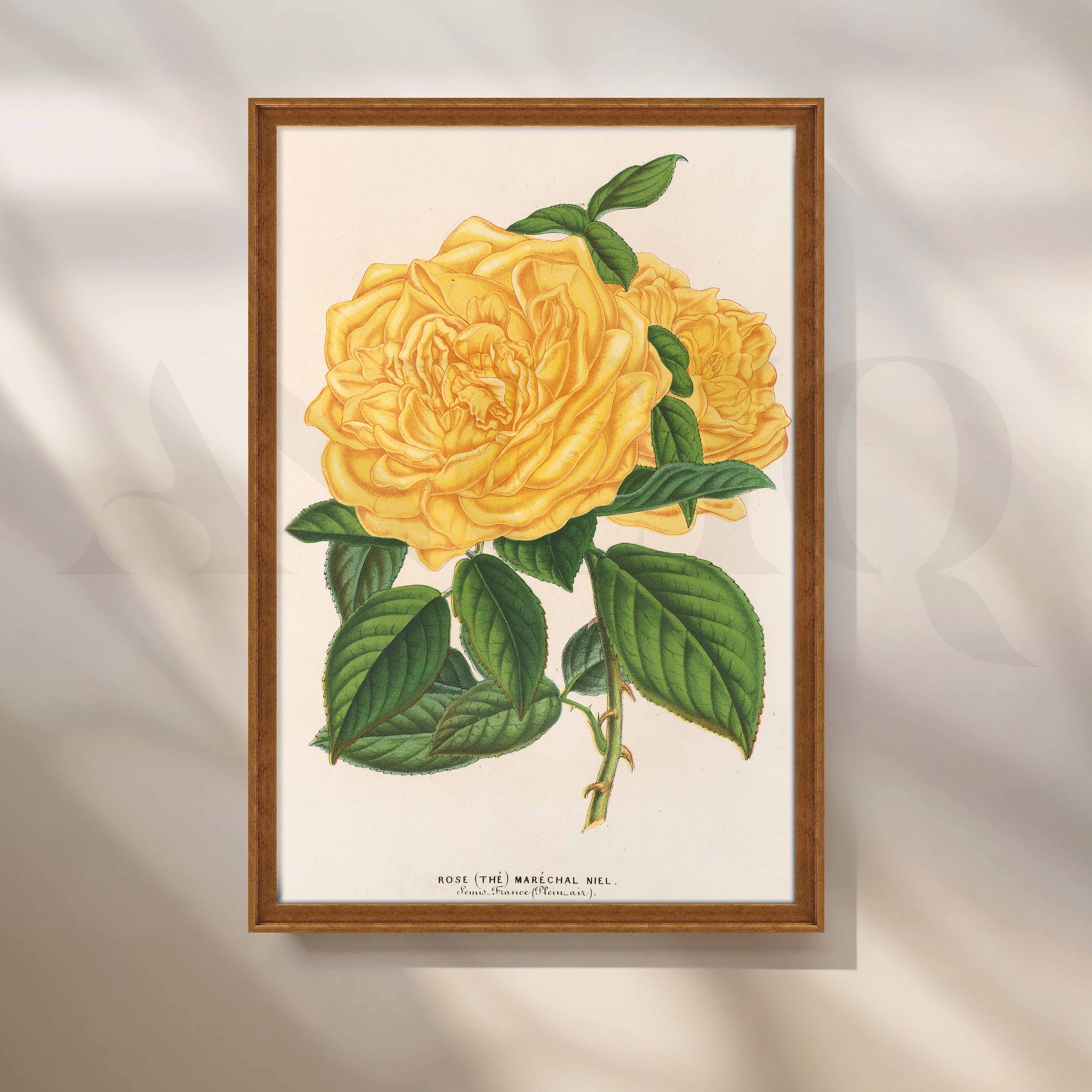 Vintage Yellow Rose Botanical Canvas Artwork for Office/Study Room