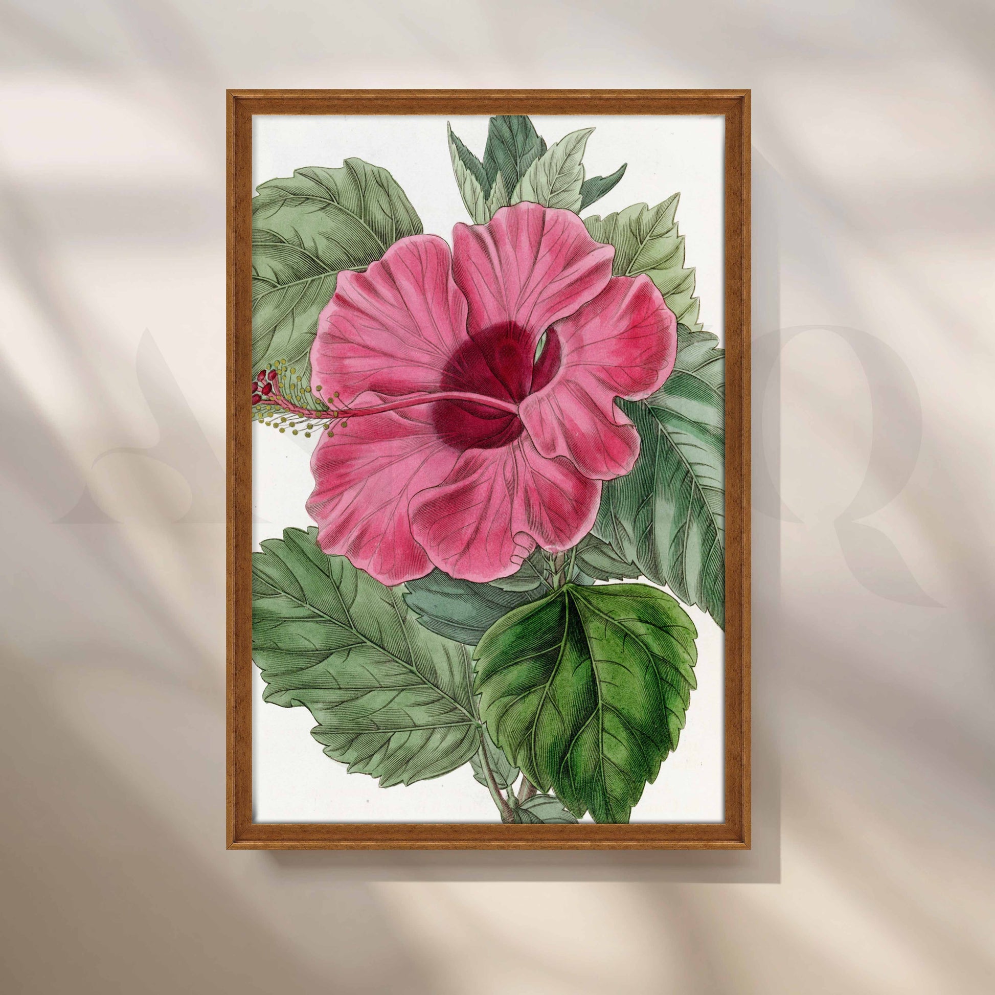 Vintage Pink Hibiscus Botanical Canvas Artwork for Kitchen/Dining Area