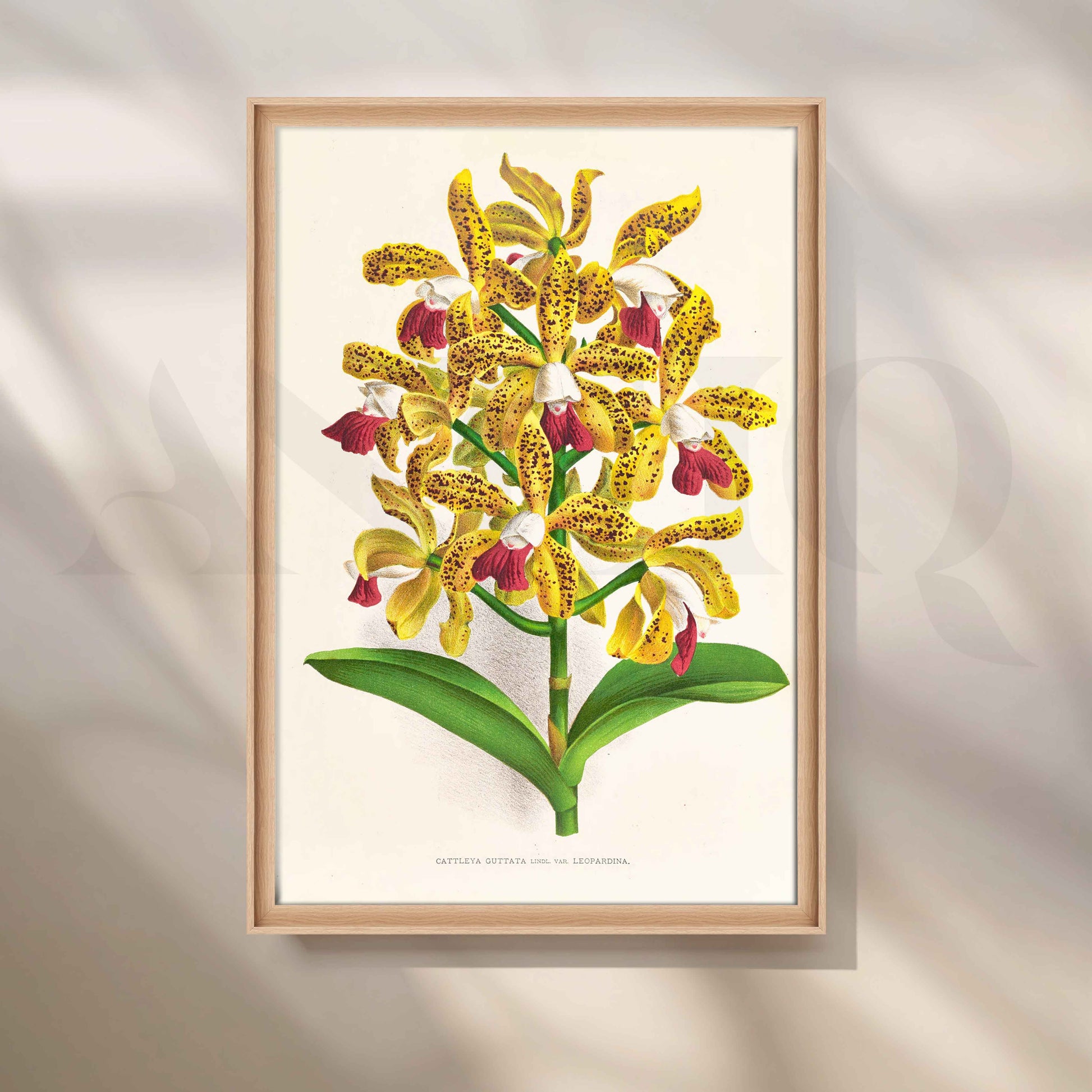 Vintage Yellow Orchid Botanical Canvas Artwork for Living Room