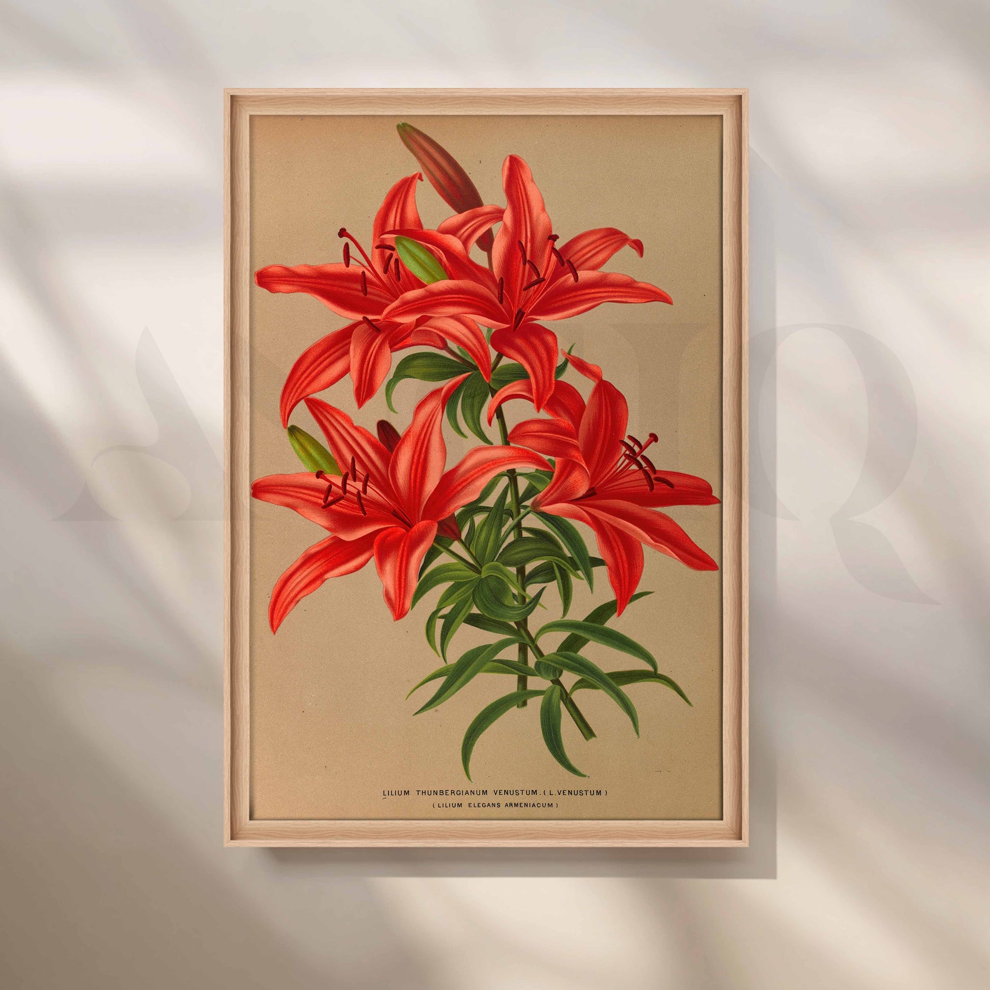 Vintage Red Lily Botanical Canvas Artwork for Entryway/Hallway
