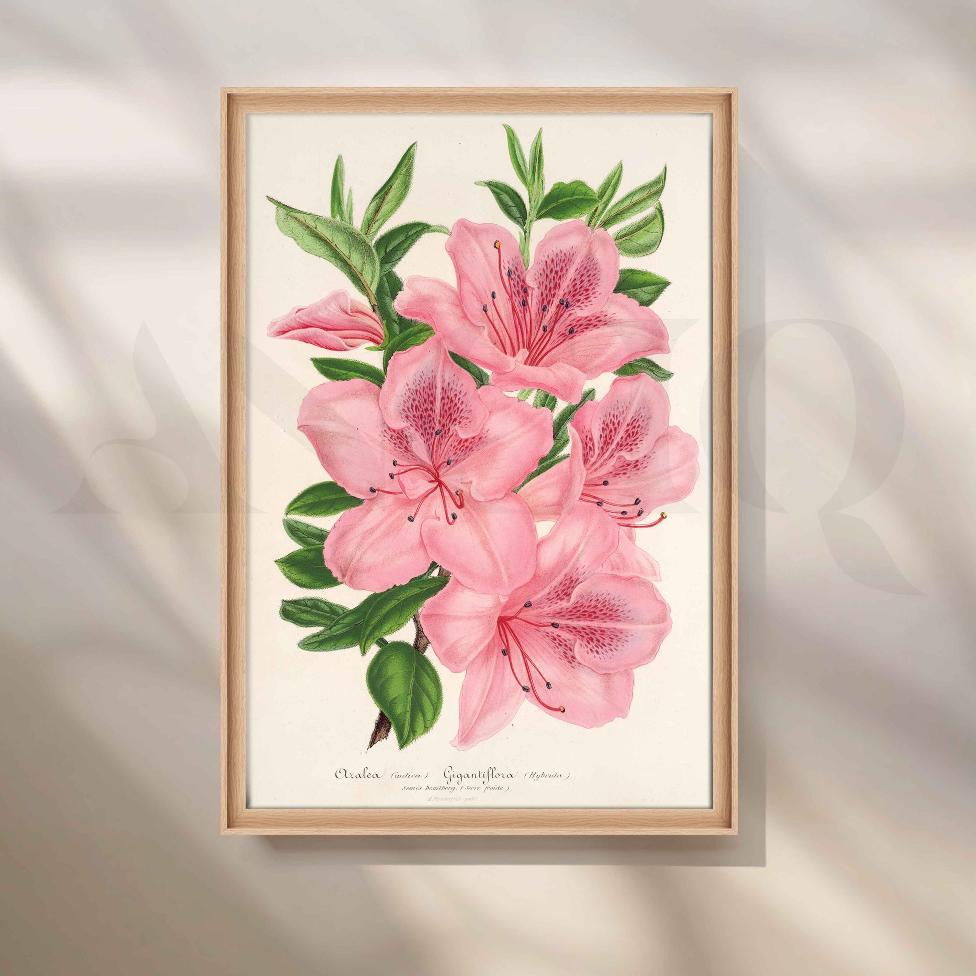 Soft Pink Azalea Botanical Canvas Artwork for Stylish Bedroom