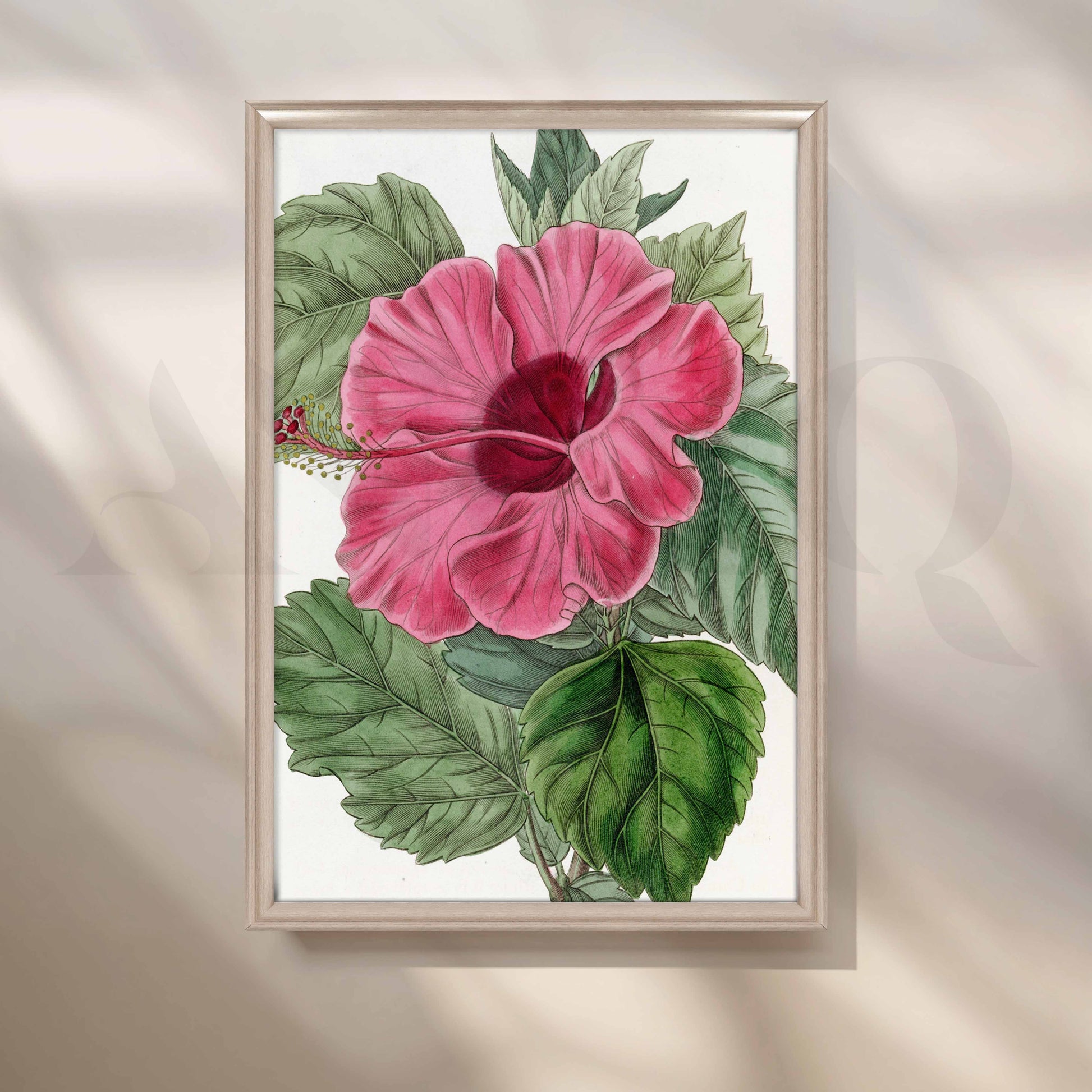 Vintage Pink Hibiscus Botanical Canvas Artwork for Kitchen/Dining Area