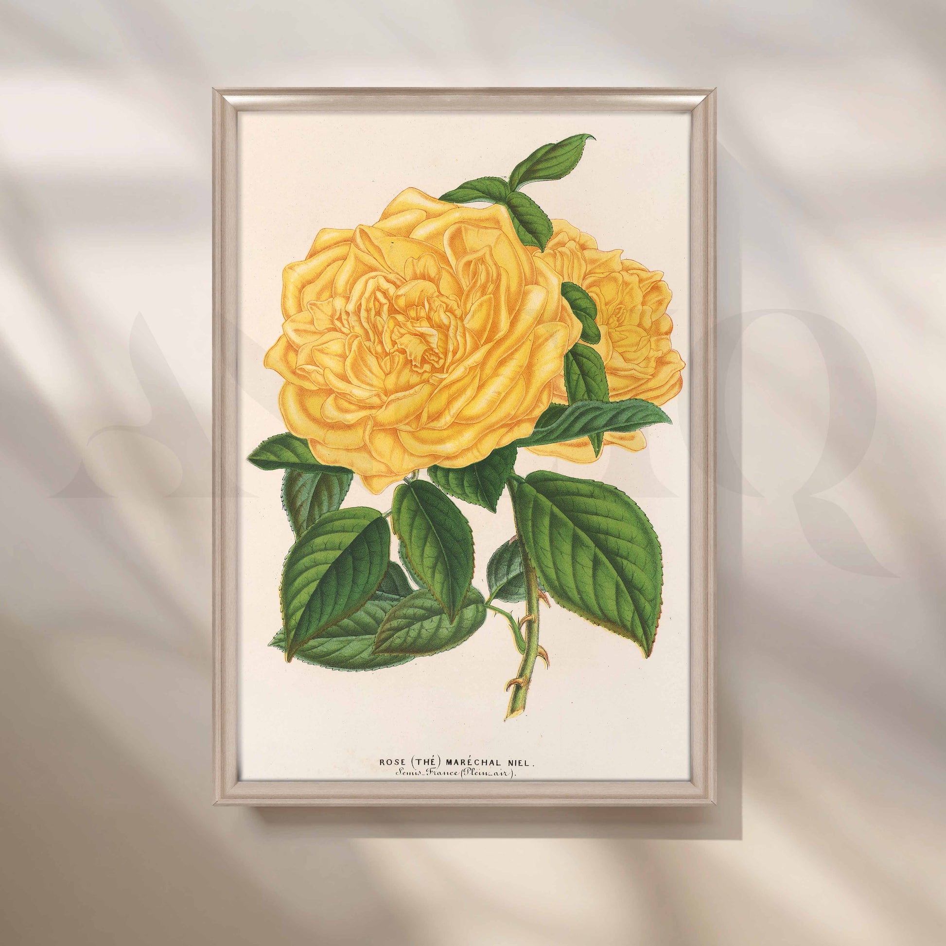 Vintage Yellow Rose Botanical Canvas Artwork for Office/Study Room