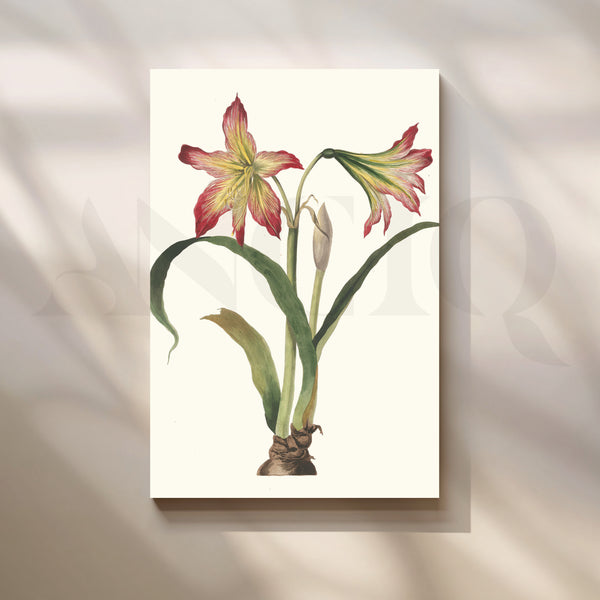 Amaryllis Botanica Canvas Artwork