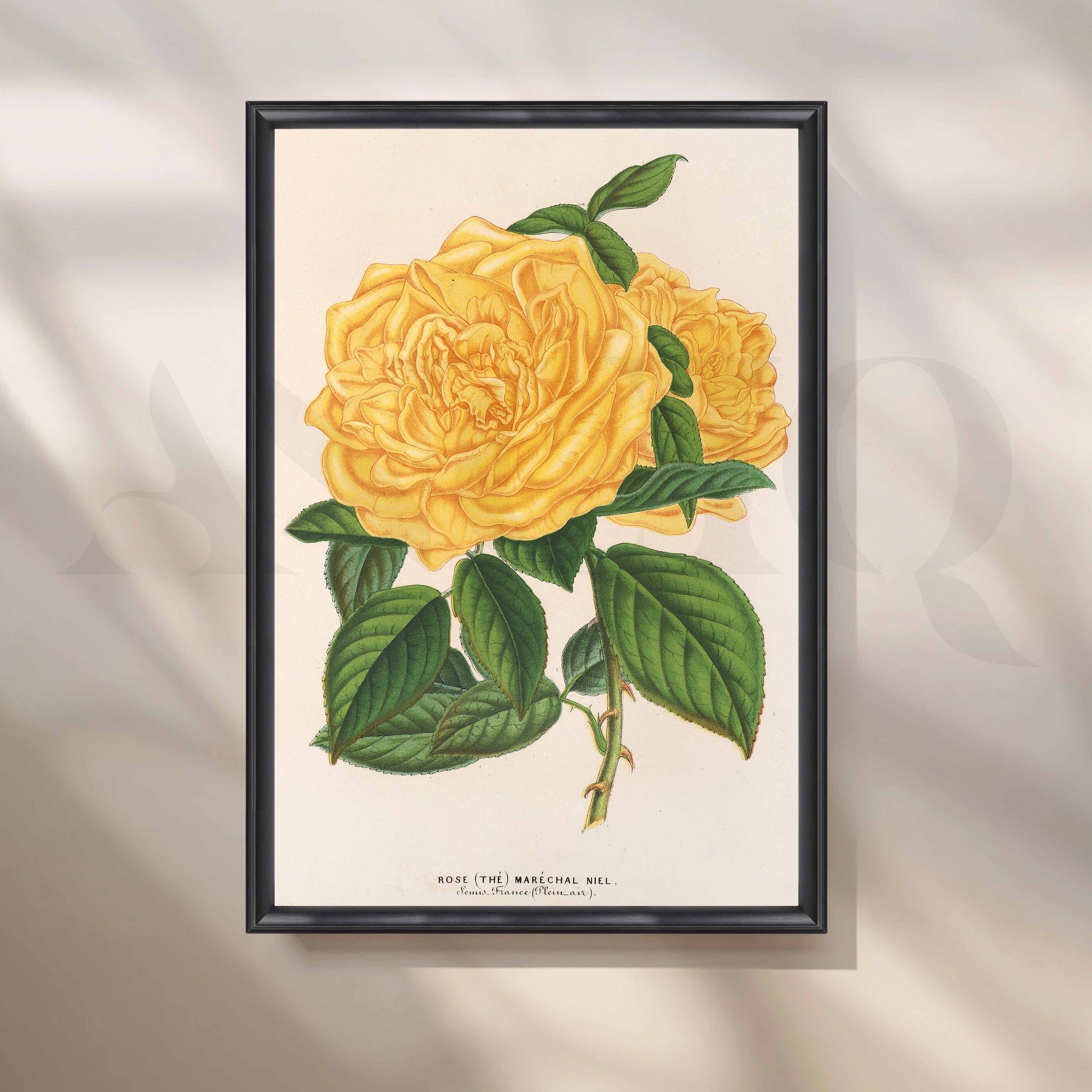 Vintage Yellow Rose Botanical Canvas Artwork for Office/Study Room