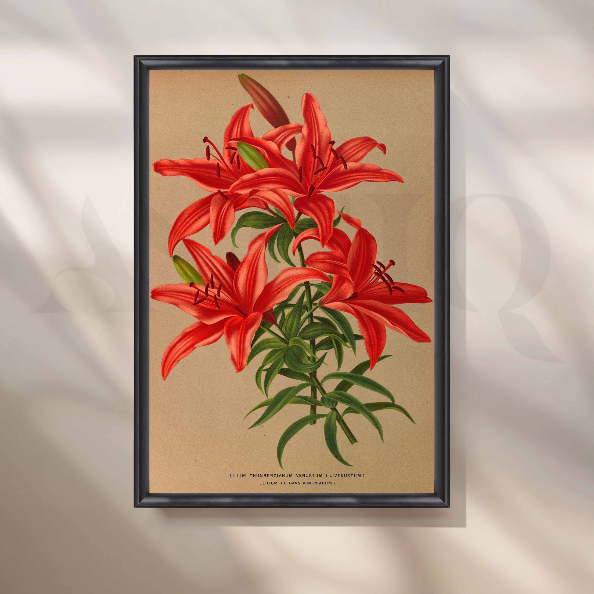 Vintage Red Lily Botanical Canvas Artwork for Entryway/Hallway