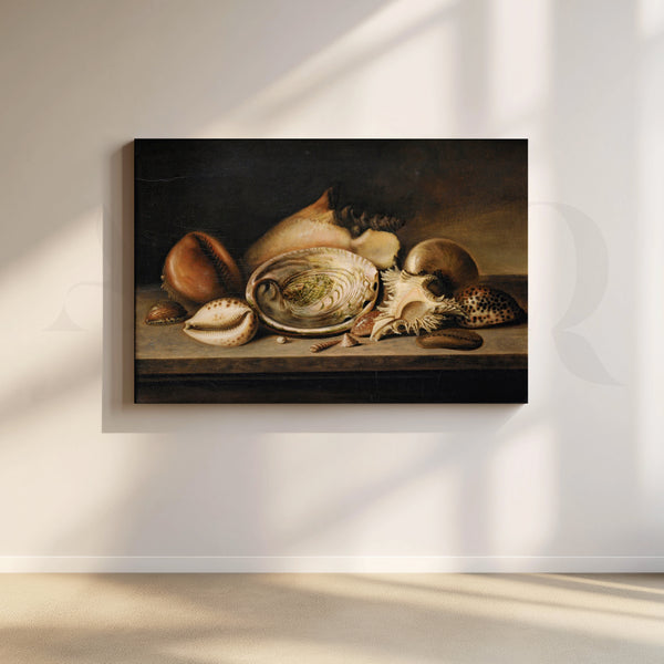 Vintage Seashell Still Life Canvas
